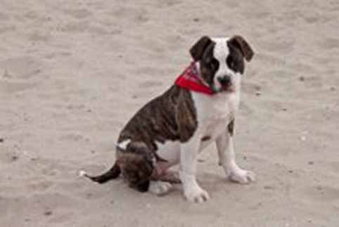 american bulldog darkenwald